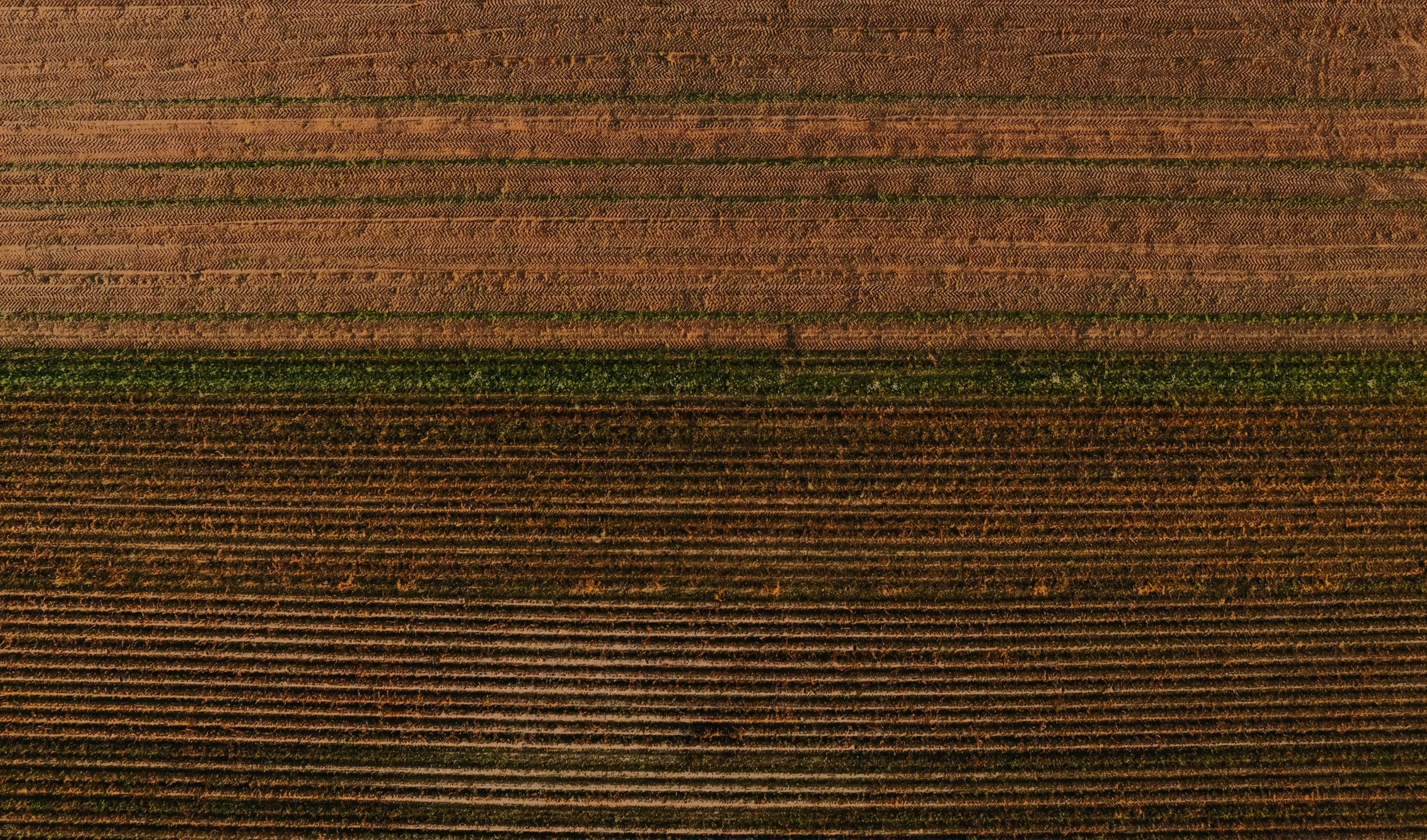 Vista de un campo arado sin aún plantar donde se plantarán hortalizas, cítricos o cualquier otro tipo de planta