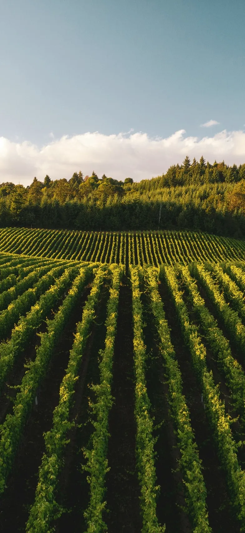Vista de una plantación de un viñedo desde arriba con un bosque al fondo y más atrás el cielo. Foto realizada al atardecer.