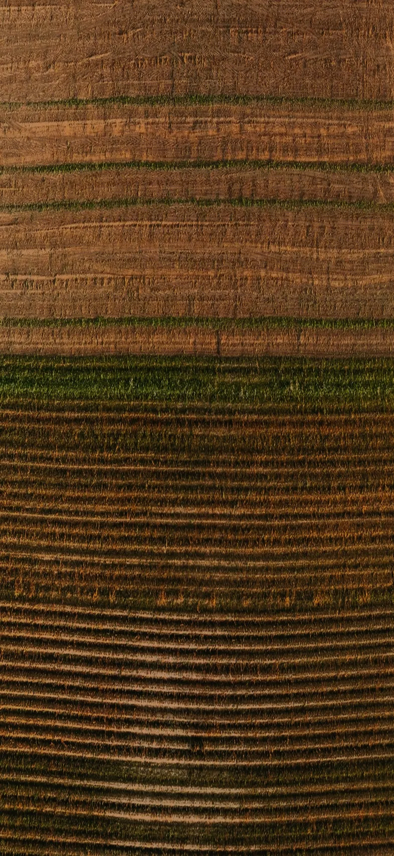 Vista de un campo arado sin aún plantar donde se plantarán hortalizas, cítricos o cualquier otro tipo de planta