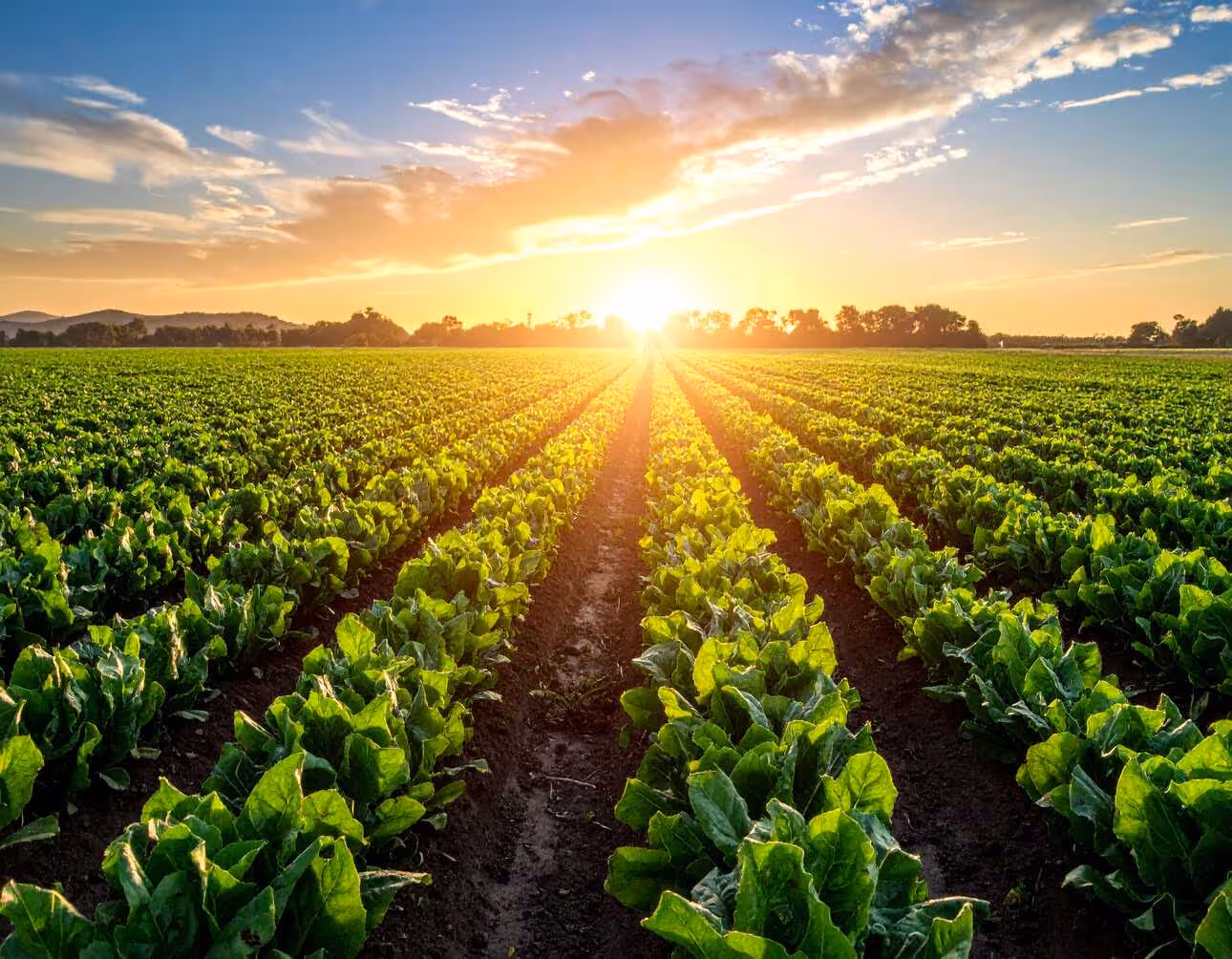 From Farm to Fork: Produce Delivery