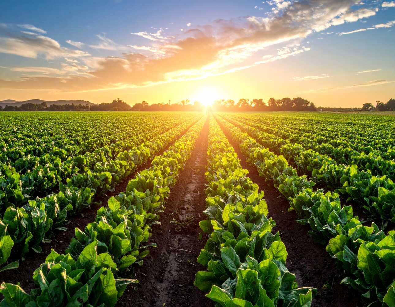 From Farm to Fork: Produce Delivery