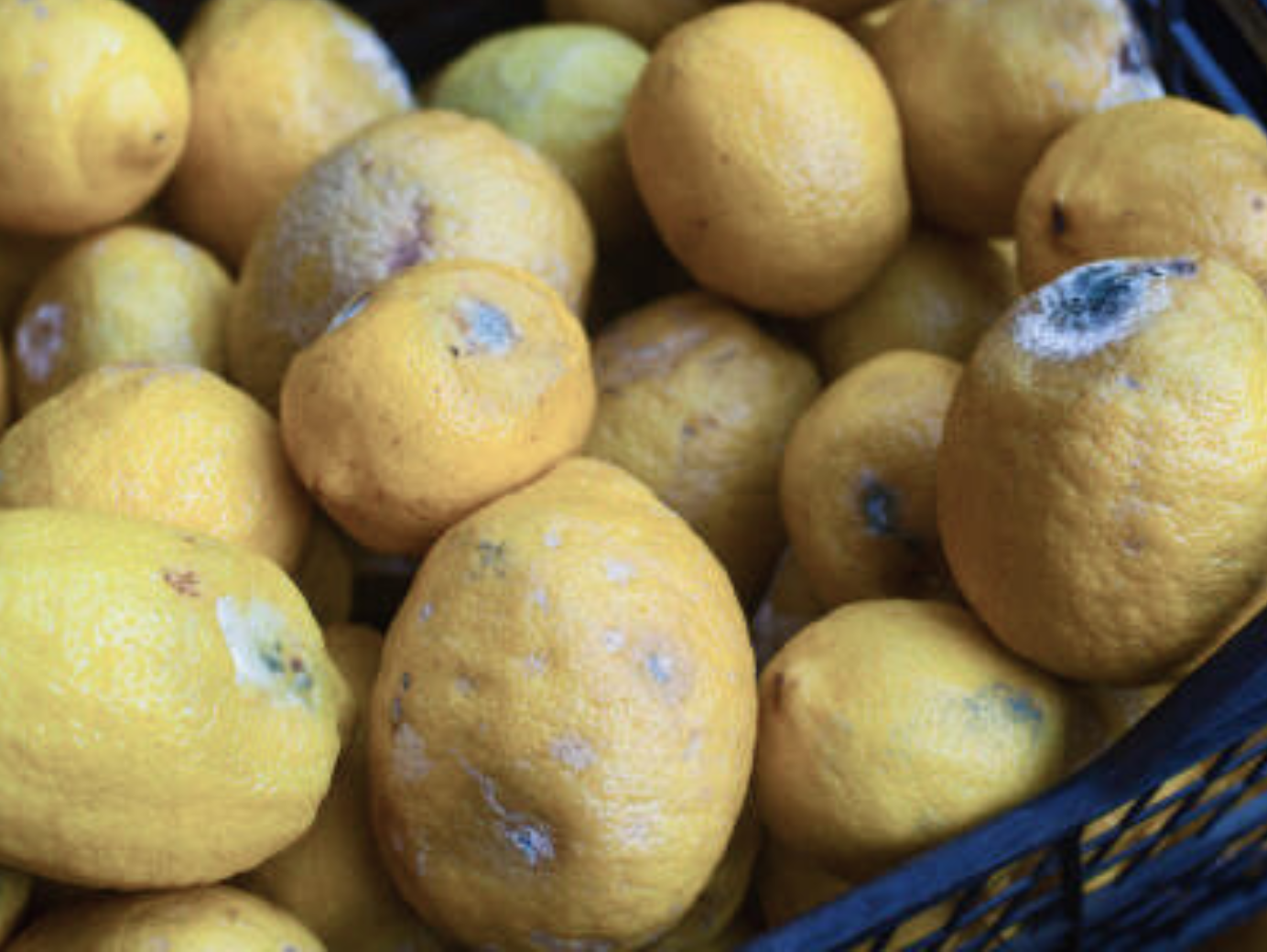 The Cost of Cutting Corners in Perishable Freight Shipping: Why “Cheap” Can Cost You More