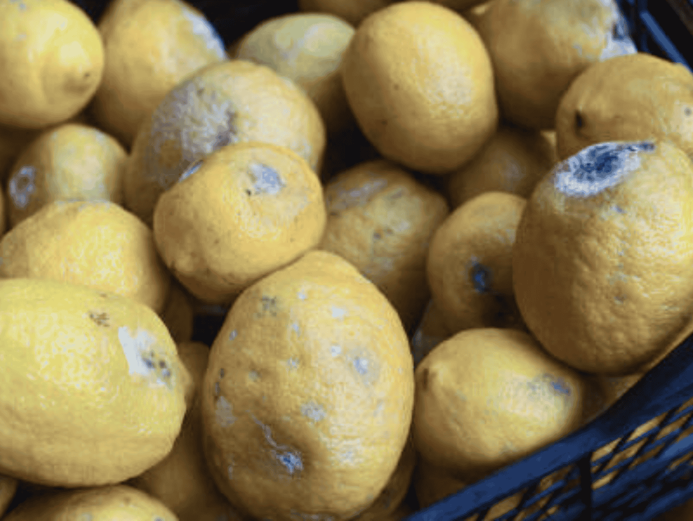 The Cost of Cutting Corners in Perishable Freight Shipping: Why “Cheap” Can Cost You More