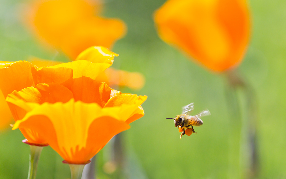 How to Treat a Bee Sting