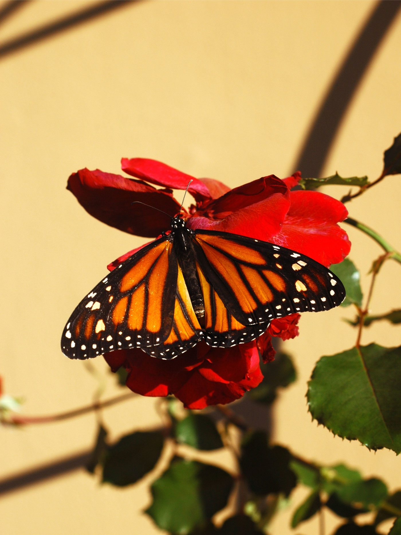 Mothering Grief: Moving Forward After Pregnancy Loss