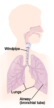 Anatomy of the windpipe, lungs, and airways