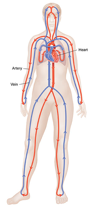 Front view of body showing arteries, veins, heart, and lungs with closed circulation system.