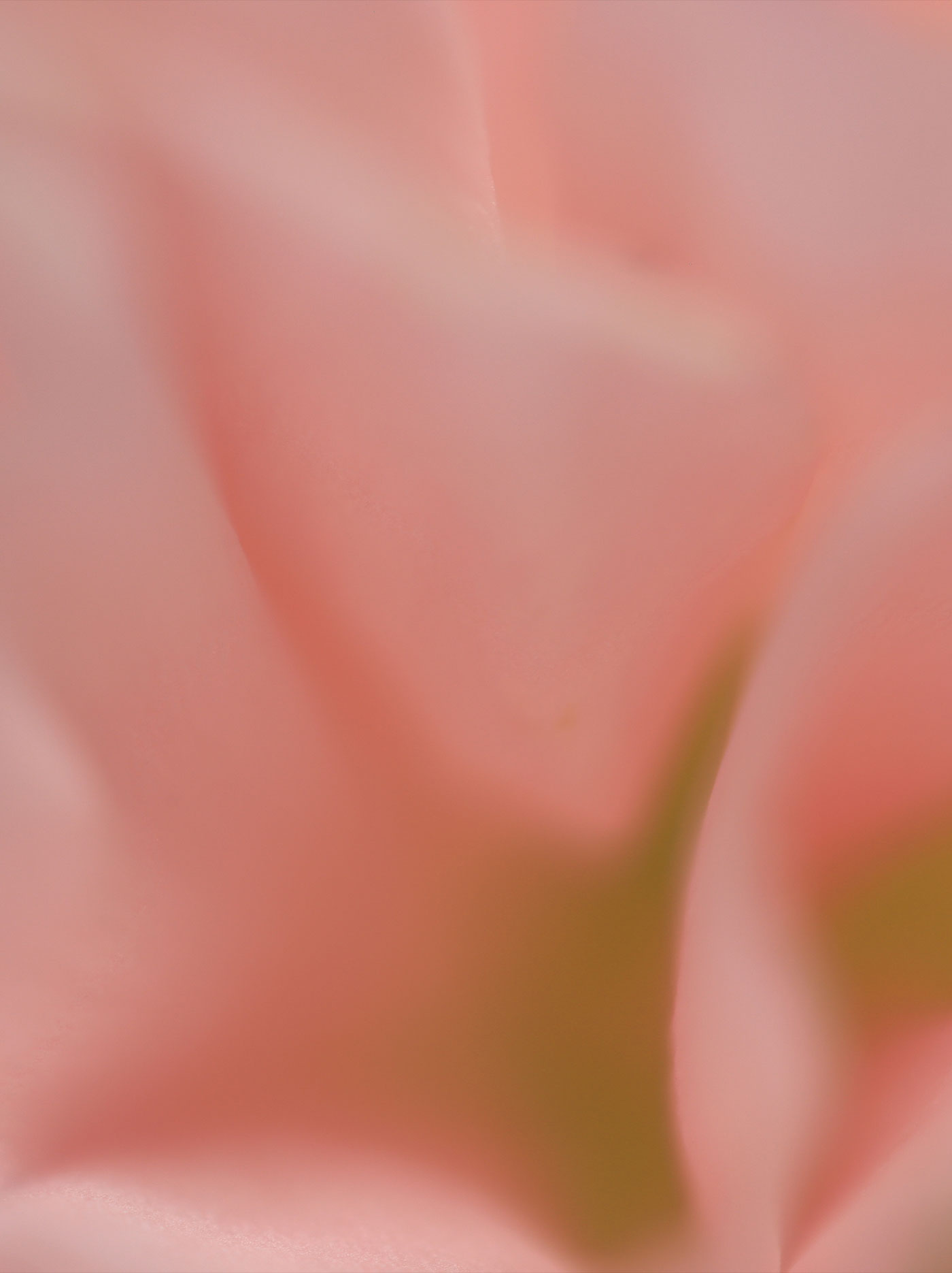 Seeing Pink: Awareness Ribbons a Troubling Reminder to Some