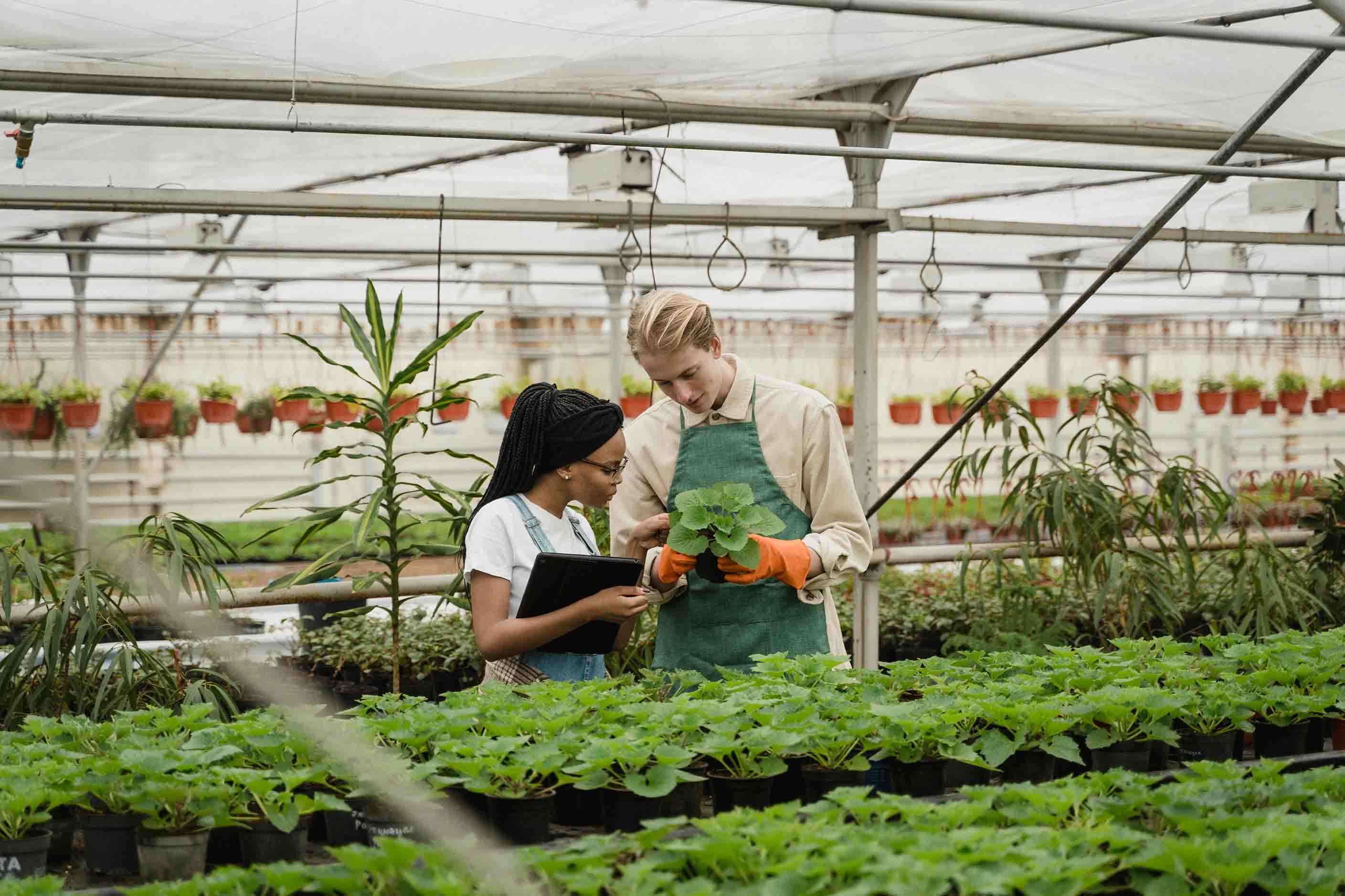 Zwei junge Menschen schauen sich genau eine Pflanze an