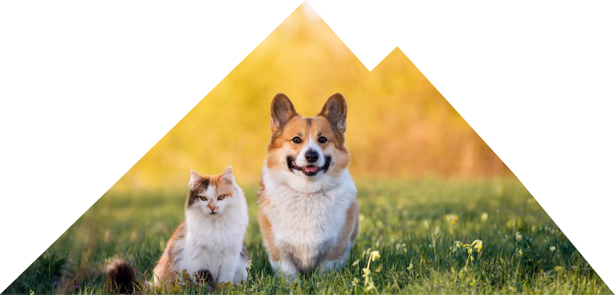 image of a happy cat and dog on a beautiful meadow.