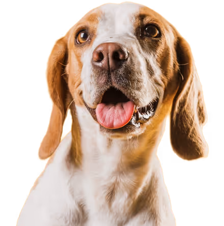 image of a dog