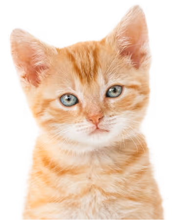 image of a cat