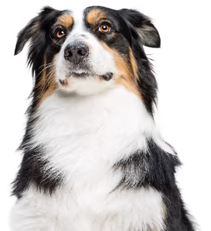 image of a dog