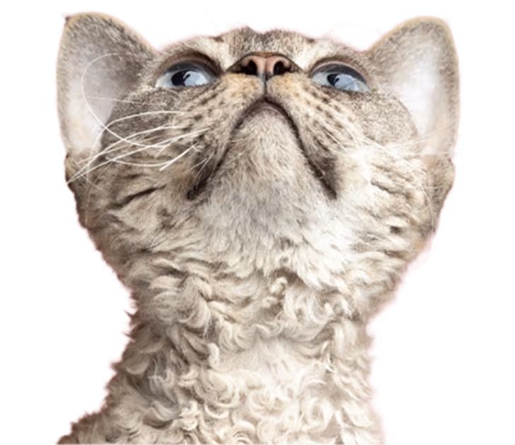 image of a cat