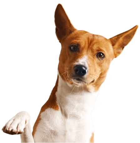 image of a dog