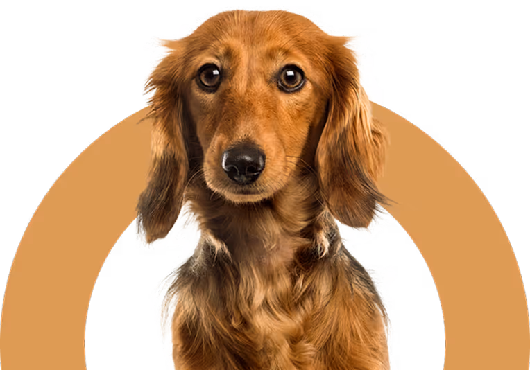 image of a dog.