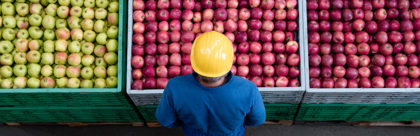 Worker reviewing incoming apple batches from multiple suppliers, demonstrating the importance of clear supplier evaluation, traceability and consistent documentation for reliable quality and compliance.