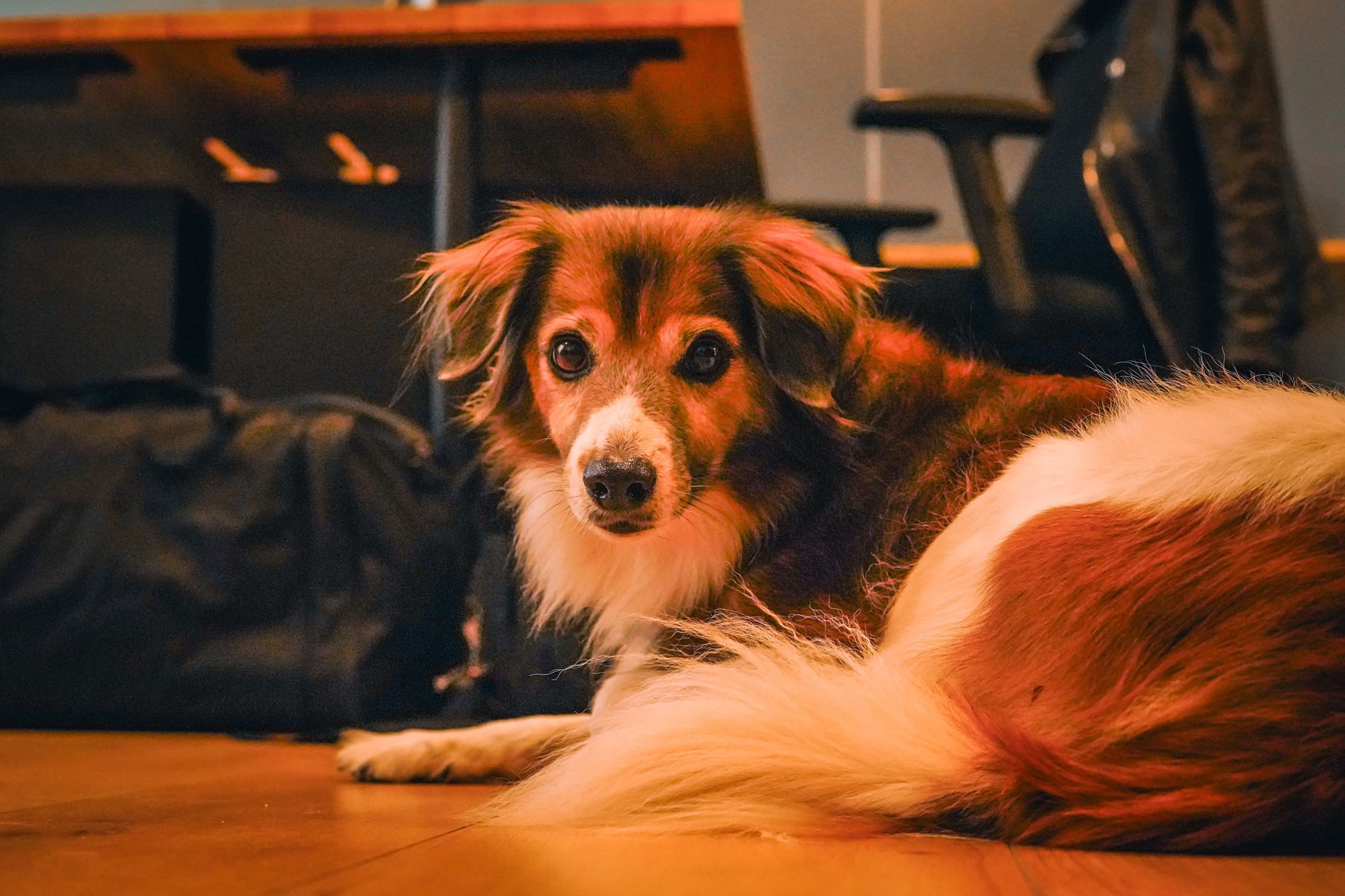 Bobby la mascotte de l'agence UXIA