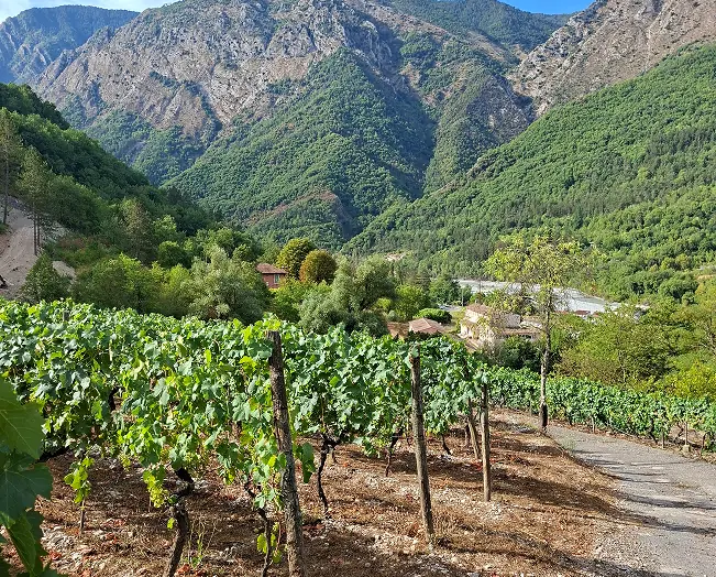 Moments de partage au domaine — dégustation