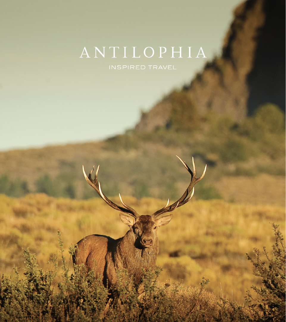 Mocked up graphic of the work carried out on the Antilophia project