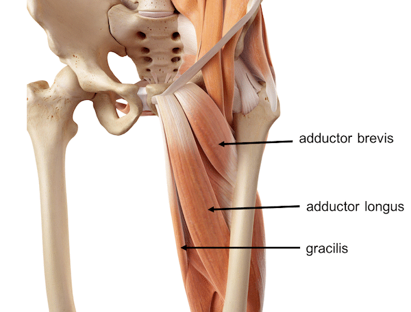 toronto-groin-strain-anatomy-treatment