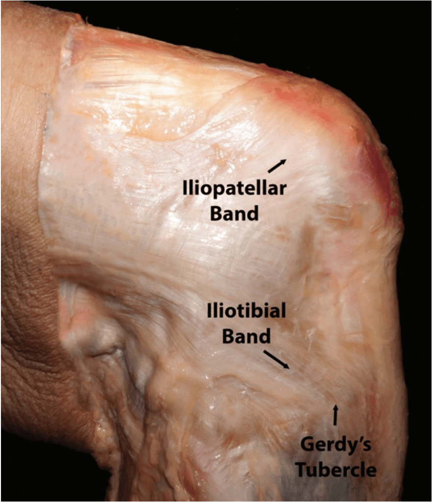 it-band-anatomy-881x1024