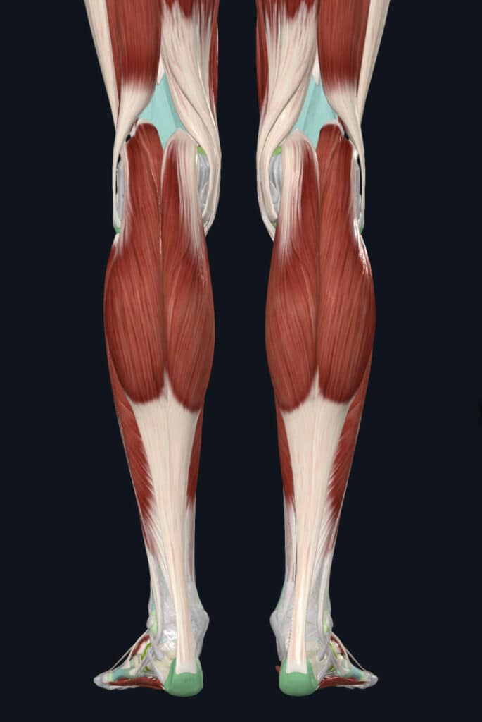 gastrocnemius anatomy