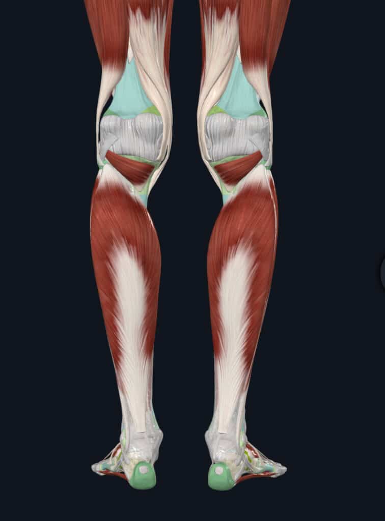 soleus anatomy