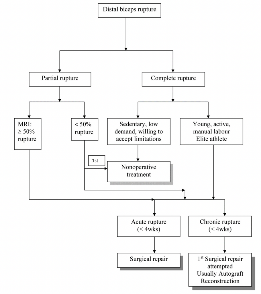 treatment-algorithm-for-distal-biceps-tendon-rupture-911x1024