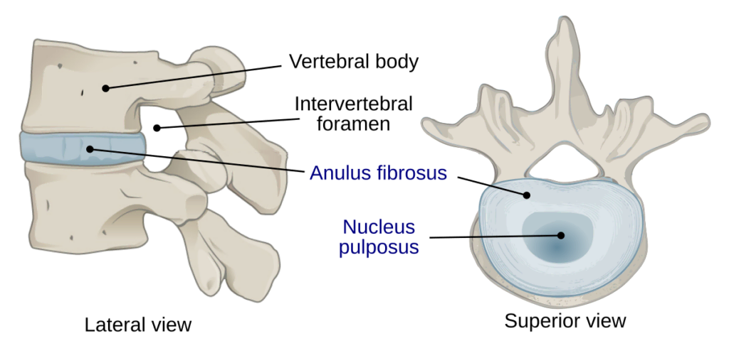 intervertebral-disc-anatomy-1024x497