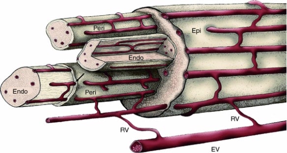 nerve-structure-and-blood-flow