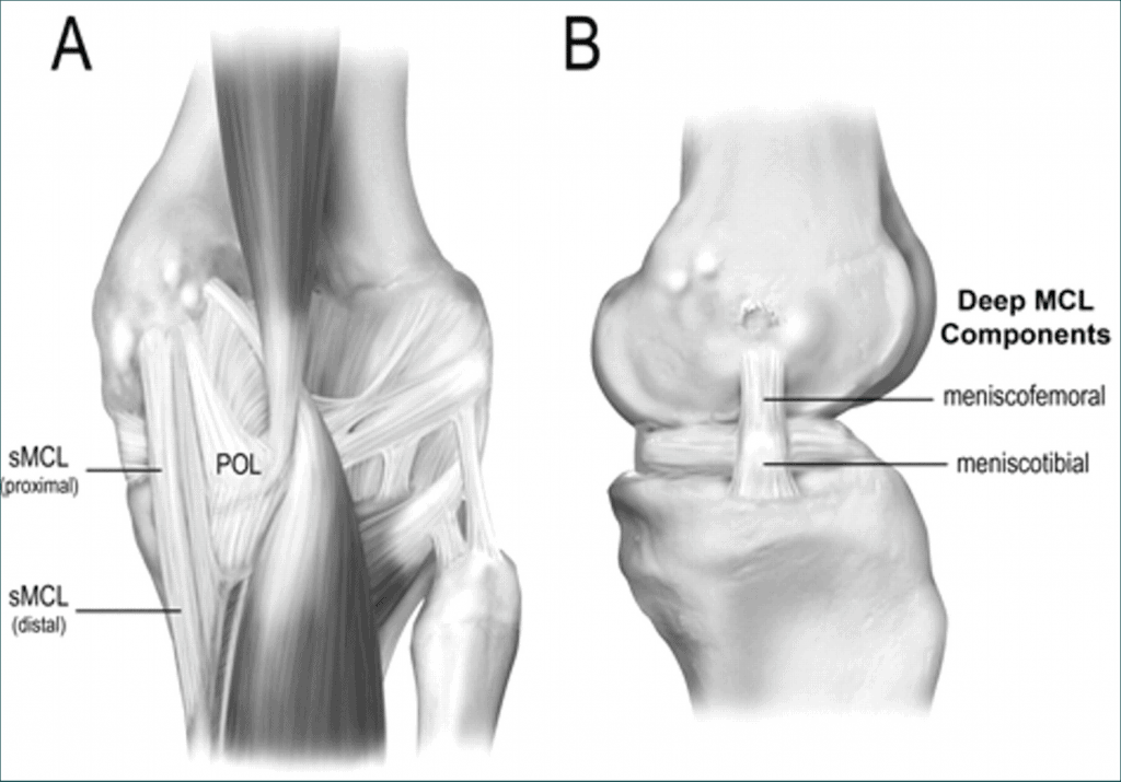 MCL-anatomy-1024x715