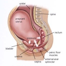 bladder