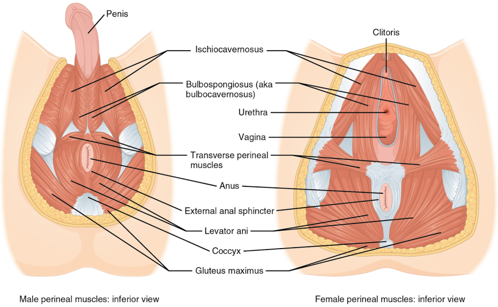 pelvic floor anatomy