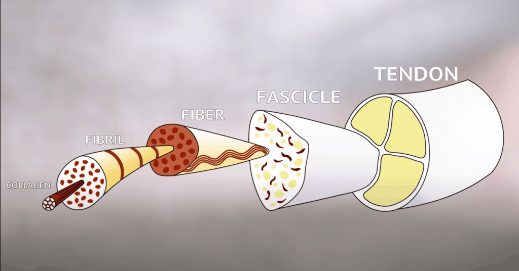 tendon anatomy and structure
