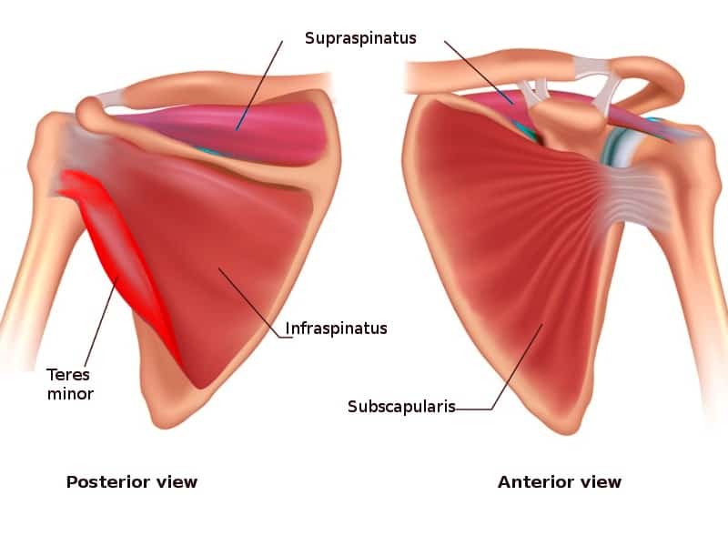 rotator_cuff_muscles