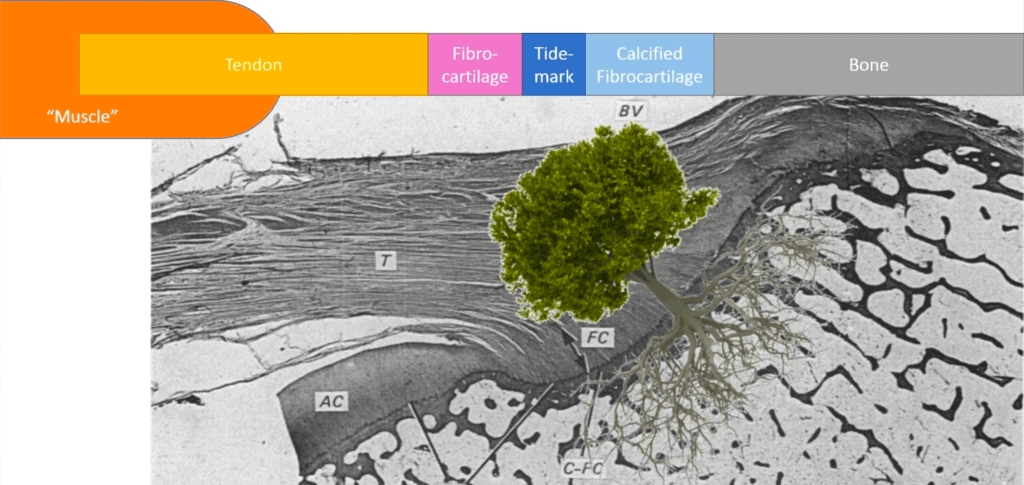 rotator-cuff-repair-tree-analogy-1-1024x485