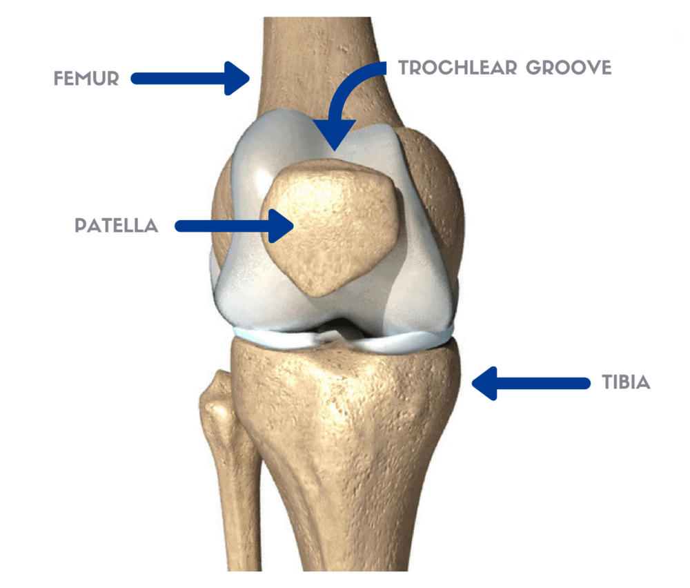 patellofemoral-joint-anatomy-e1589423756527