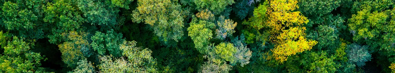 Calculadora de Co₂ Mills