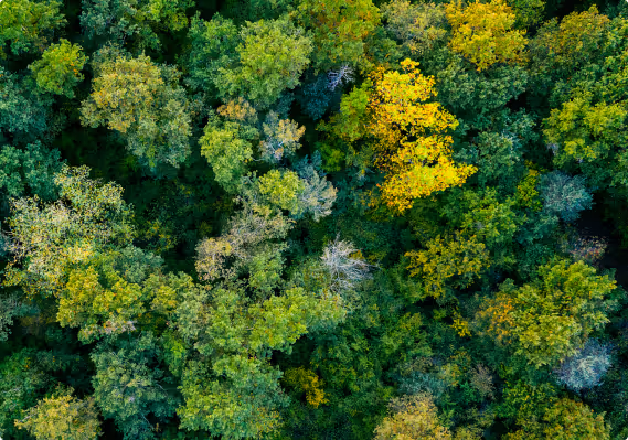 Mills Empresa B Certificada