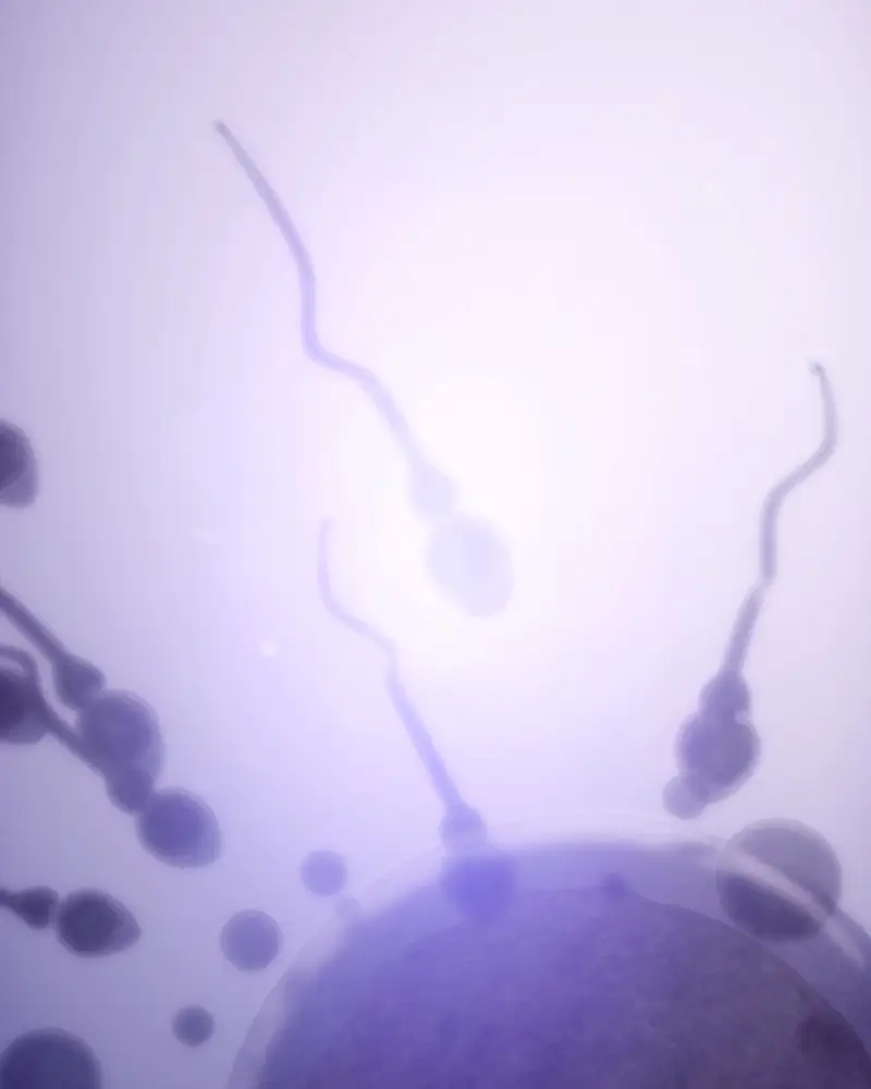 Microscopic view of multiple sperm cells swimming toward an egg cell with a purple hue.