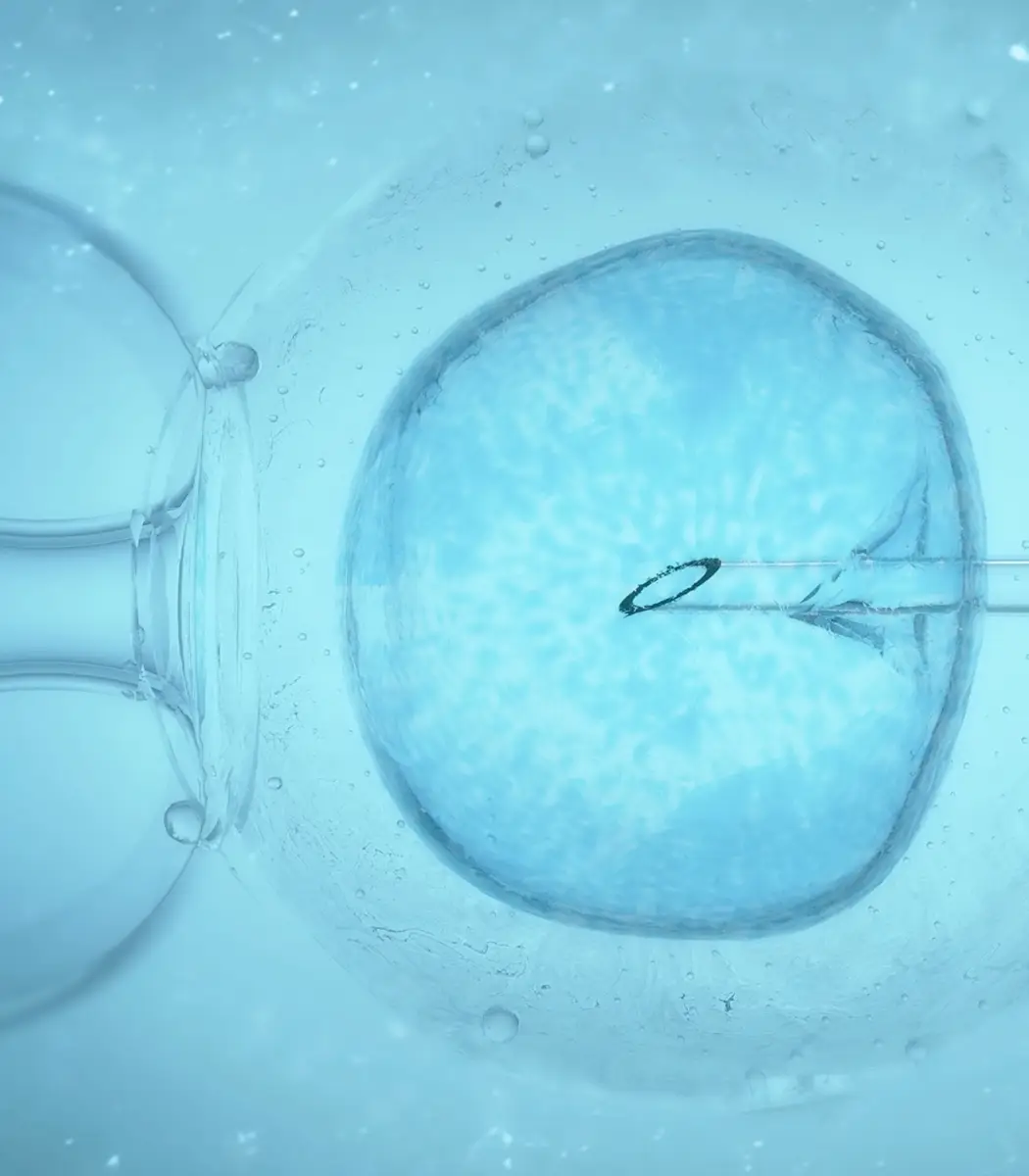 Close-up of a microscopic egg cell being injected with a needle during in-vitro fertilization.