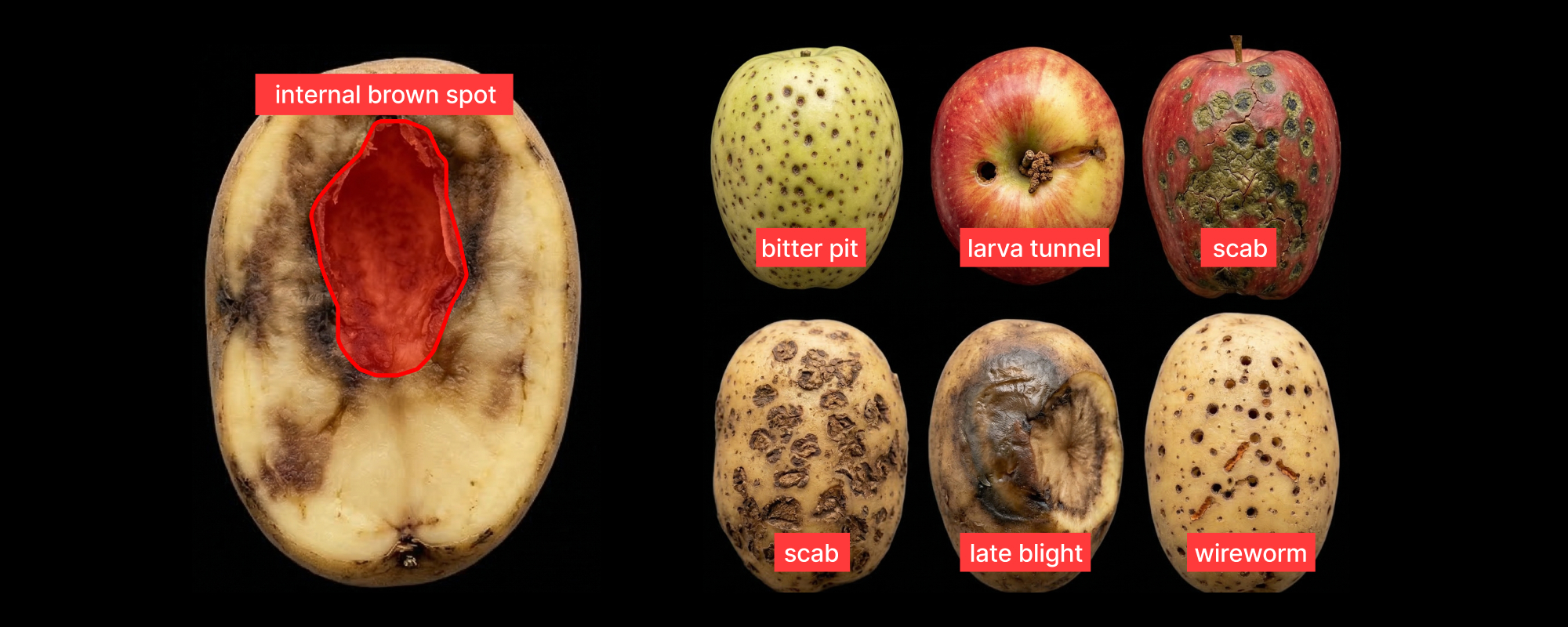 A plant leaf with the plant type detected and the disease classification shown.