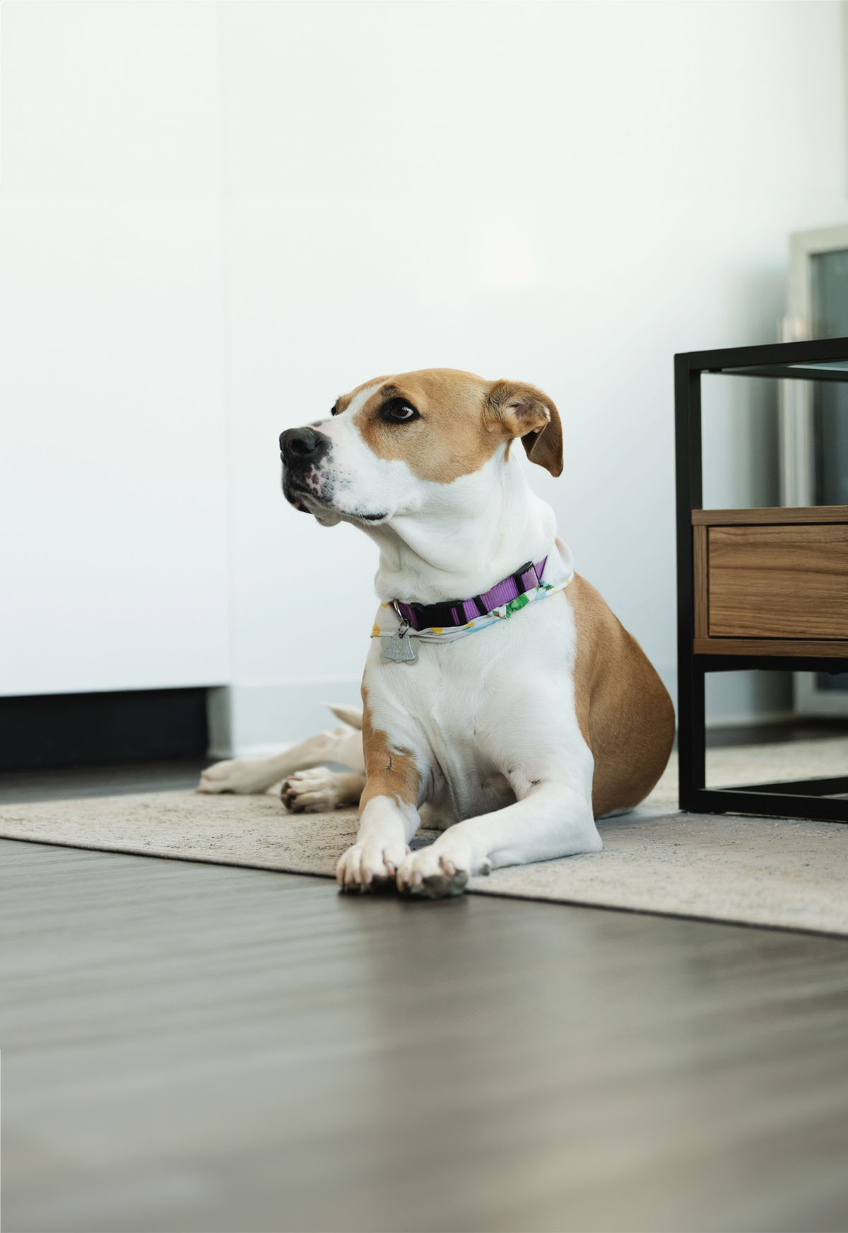 Brown and white dog with a purple collar lying on a rug indoors.