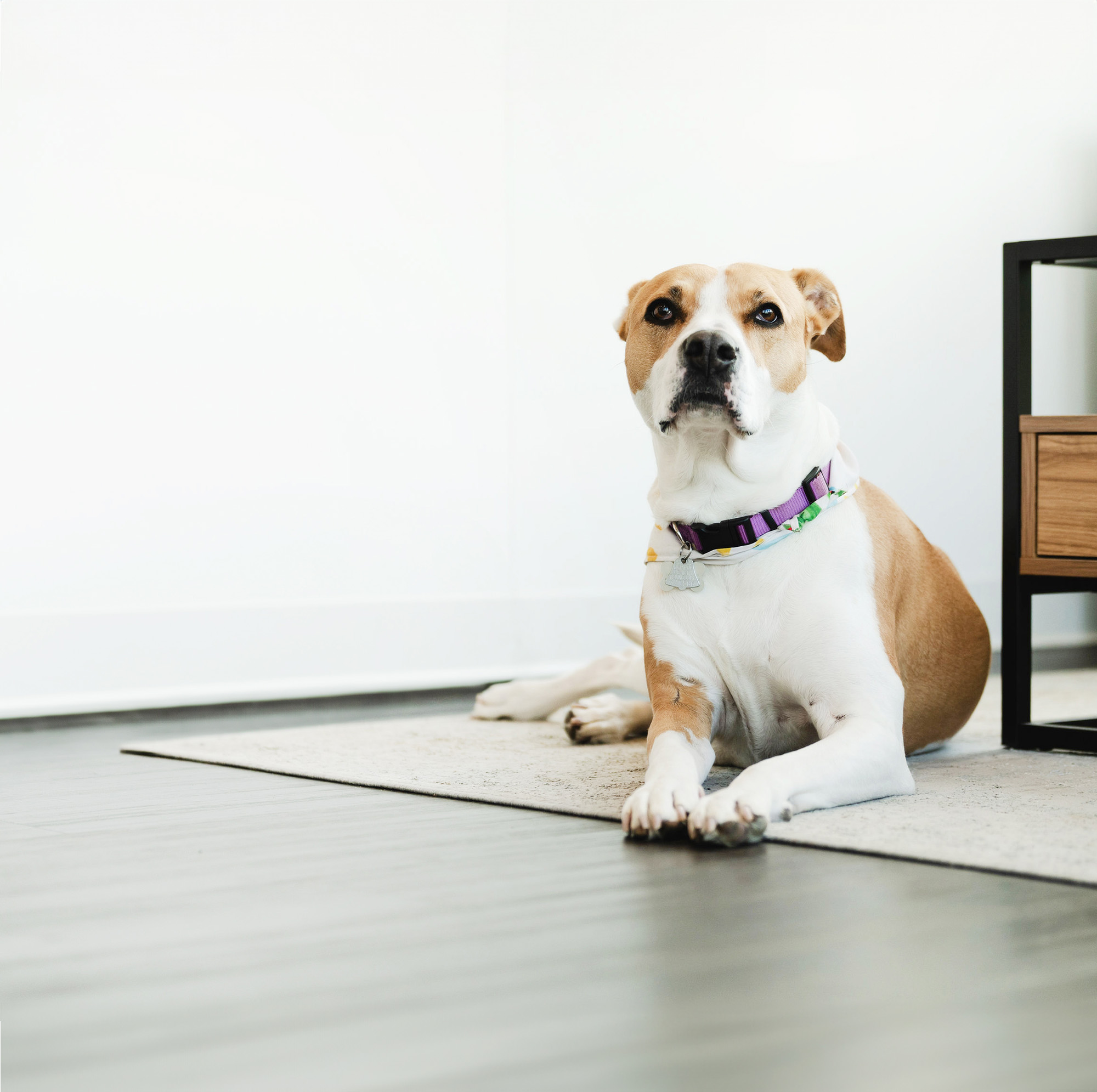 Brown and white dog lying on a rug next to a wooden and black side table against a white wall.