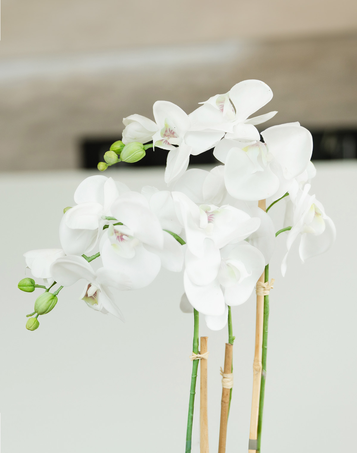 White orchid flowers with green buds supported by thin bamboo stakes against a blurred beige and white background.