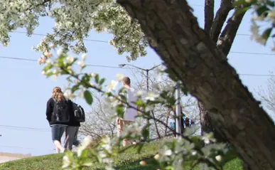 close up of flowers on tree with people walking in background