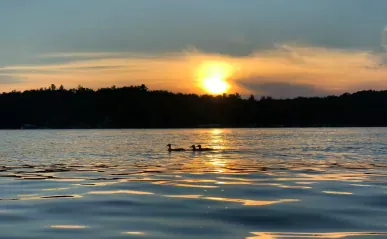 ducks on a lake at sunset