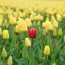 one red tulip in field of yellow tulips