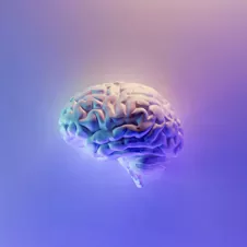 3D model of brain
